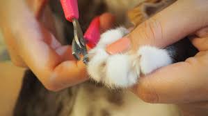 how do i clip my cat or kitten s nails