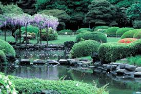 wisteria season is coming to shinjuku