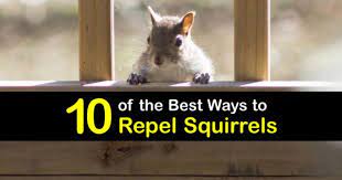 10 Quick And Easy Ways To Repel Squirrels