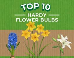Top Ten Hardy Flower Bulbs