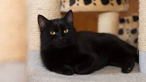 Some tuxedo cats even sport a black mustache for an added touch of dashing charm. 7 Awesome Black Cat Breeds You Ll Want To Take Home Purina