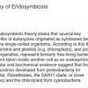 The endosymbiotic theory