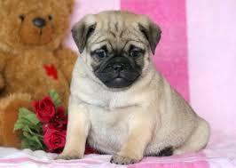 I'm a sweet little pup. Pug Mix Puppies For Sale Puppy Adoption Keystone Puppies