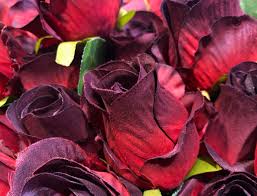 how to grow a black rose plant hunker
