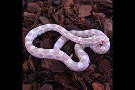 Corn Snake Substrate Reptile Forums