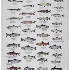 Freshwater Fish Of North America Mac S Field Guide