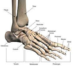 But even if you choose a less demanding style, such as hatha yoga, in which postures are performed at a slower pace, you may be surprised by how much of a workout you feel you have done. Fractured Fibula Hartford Hospital