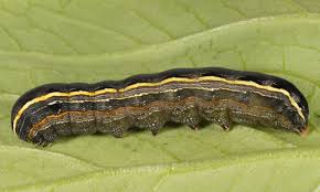 Yellowstriped Armyworm Spodoptera Ornithogalli
