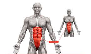 Muscles are groups of cells in the body that have the ability to contract and relax. Massaging Sensitive Areas Abs Pecs Glutes Thighs