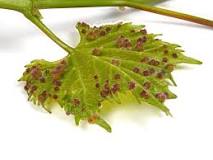 how-do-you-get-rid-of-aphids-on-grapevines