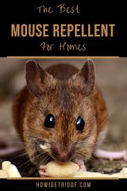 With that said, be sure to keep it away from kids and pets. Best Mouse Repellent For Homes How I Get Rid Of