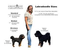 labradoodle size guide learn the