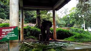 Surendran Elephant At Konni Elephant Cage