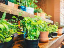 Edible Garden Ideas Inside Growing