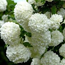Bellissima pianta con tanti fiori bianchi dalla caratteristica forma di una palla. Fiori A Palla Nome