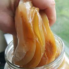 what does a healthy kombucha scoby look