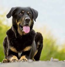 Изображение shepherd hound mix puppies. German Shepherd Mix 25 Popular Mix Breed Dogs And 6 Unusual Ones