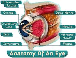 anatomy physiology pathology of the