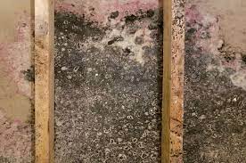 mold removal services mold