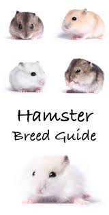 Hamster Breeds Differences Similarities And Choosing The
