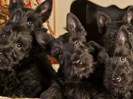 How Can I Tell If My Scottish Terrier Is Pregnant