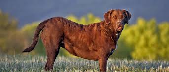 Making a commitment to obtain a chesapeake bay retriever puppy shouldn't be taken lightly. Chesapeake Bay Retriever All About Dogs Orvis
