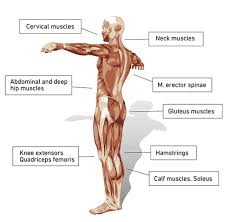 The glutes diagram gluteal muscles glutes anatomy drawings pare thigh muscle diagram sore glute upper hip pain learn thigh muscle diagram between sore glute and gluteal tear that thigh. A Good Butt Is A Big Advantage Titan Life