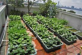 Harvesting Vegetables On The Rooftop