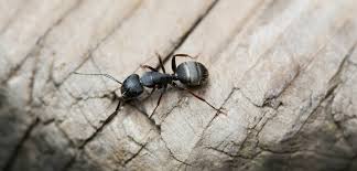 best way to get rid of carpenter ants
