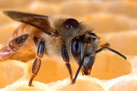 Eradicating Honeybee Killing Mites
