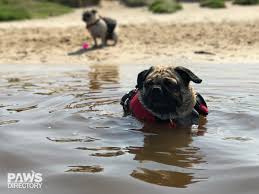 Archies Review Of Ezydog Life Jackets Pet Directory Perth