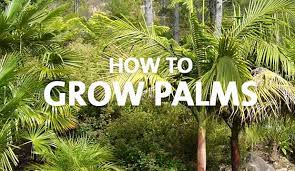 how to grow palms palmers garden centre