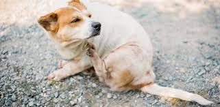 sarcoptic mange in dogs scabies