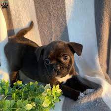 boba boston terrier mix puppy for