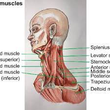 Muscles of the neck (musculi cervicales) the muscles of the neck are muscles that cover the area of the neck hese muscles are mainly responsible for the movement﻿ of the head﻿ in all directions they consist of 3 main groups of muscles: Lateral Neck Muscles Download Scientific Diagram