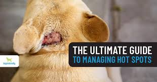 hot spots on dogs the ultimate guide