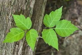 identify poison ivy rash and plants
