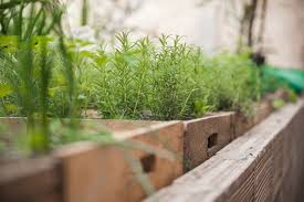 Herb Garden Images Free On