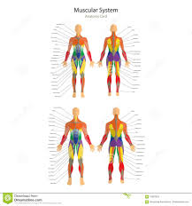 Illustration Of Human Muscles Female And Male Body Gym