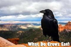Who eat crow in food chain?