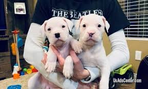 It's free to post an ad. Gorgeous Litter Of Chunky Dogo Argentino Puppies Pets For Sale In Sacramento California Usadscenter Com Mobile 200453