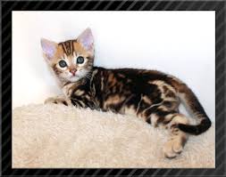 Bengal kittens, savannah kittens, serval kittens and cracal kittens in our large breeding program, all of our kittens are exposed to an appropriate amount of uv lighting. About Bengals The Bengal Cat Directory Resource For Bengal Cats Kittens And Information