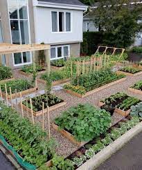 Vegetable Garden Raised To The Rank Of