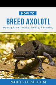 Axolotl Care Sheet Your Expert Guide To Housing Feeding
