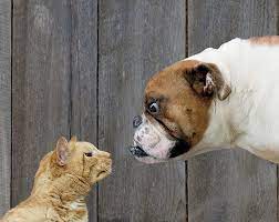 are dogs better than cats or vice versa
