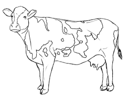 Cow coloring page cow coloring page free printable coloring pages. Adult Cow Coloring Page Dairy Cow Coloring Pages Realistic Cow Coloring Home