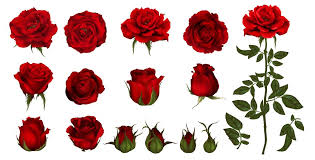 rose emoji make your messages