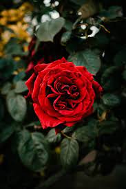 red rose flower love whatsapp dp red