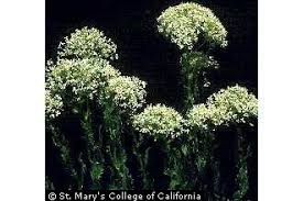 Plants Profile for Cardaria draba (whitetop)