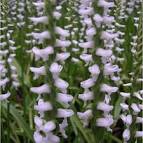 6-pack of Spiranthes Chadds Ford